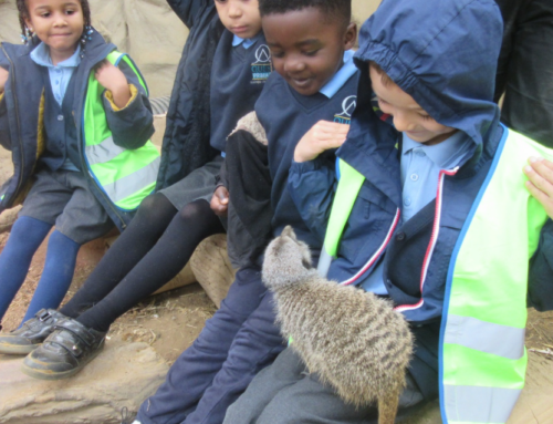 Exploring the Wonderful World of Animals at the Arc.